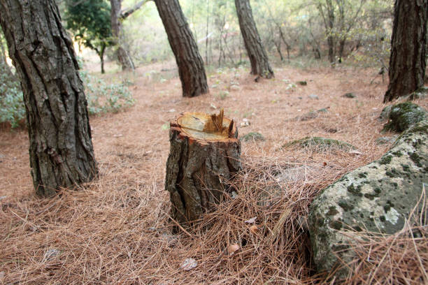 Best Stump Grinding and Removal  in Tuba City, AZ