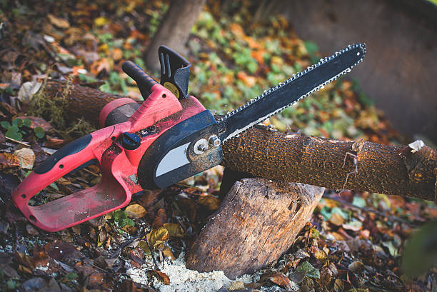 Best Tree Mulching  in Tuba City, AZ
