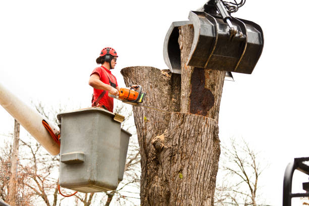 Best Root Management and Removal  in Tuba City, AZ